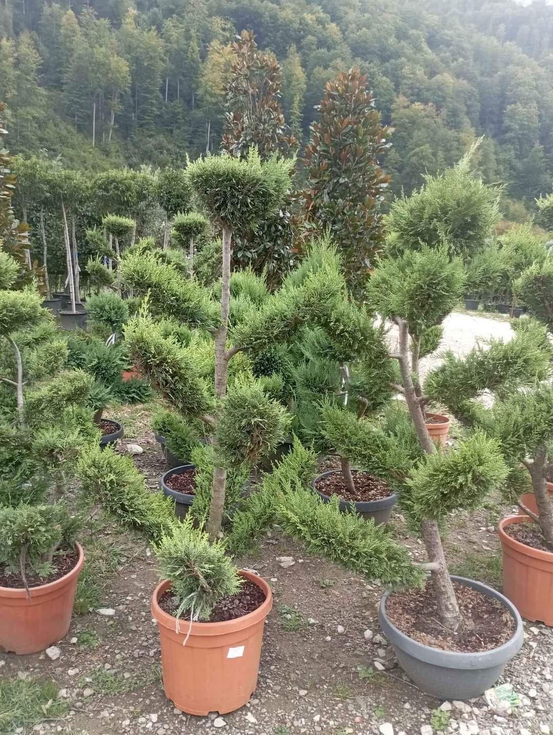 Direct distribuitor plante ornamentale cu experientã in domeniu oferim