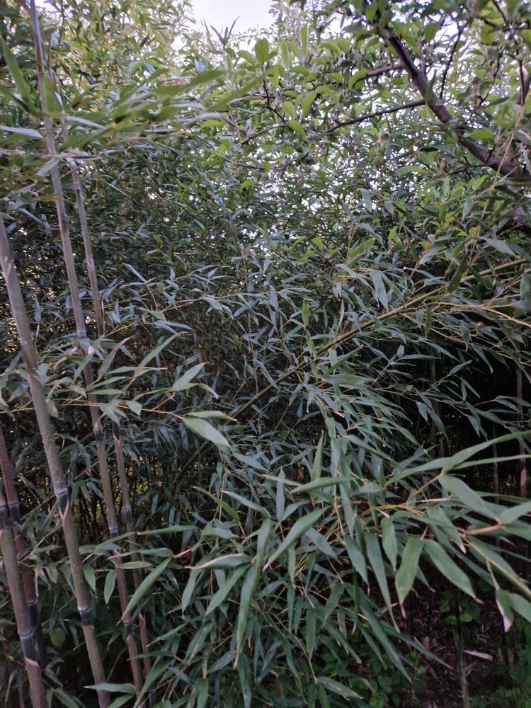 Bambus de gradina