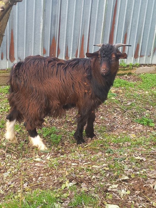 Vând țap pentru monta sau sacrificat