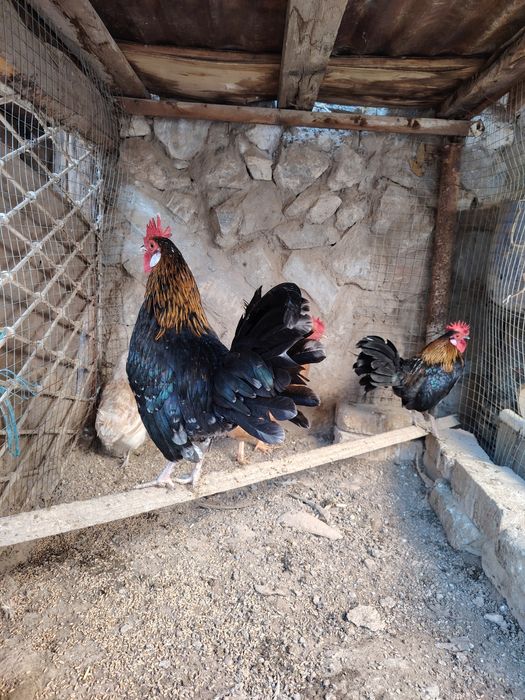 Товук, хуроз ва 4-5 ойлик жужалар сотилади.