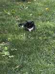 Pisicute de adoptat
