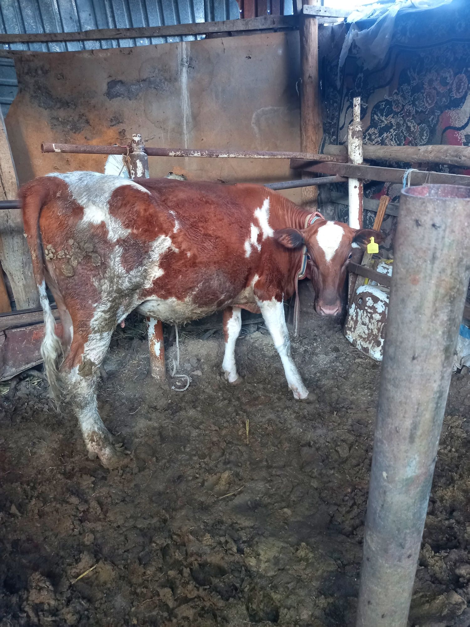 Продаётся коровы