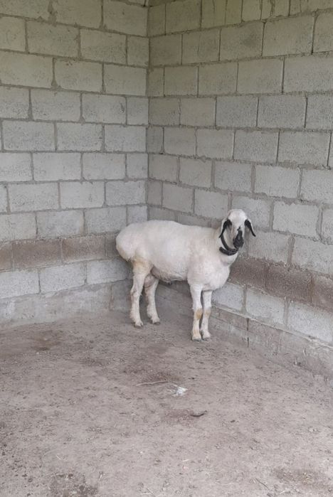 Qassob servis Qassob xizmati мясной услуги 24/7