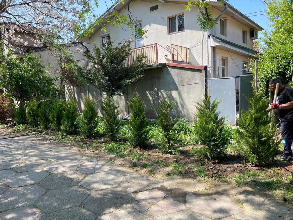 In orice Jud Leylandii la ghiveci intre 1m-3.50m.