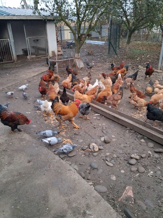 Porumbei voiajori si cocoși brahna