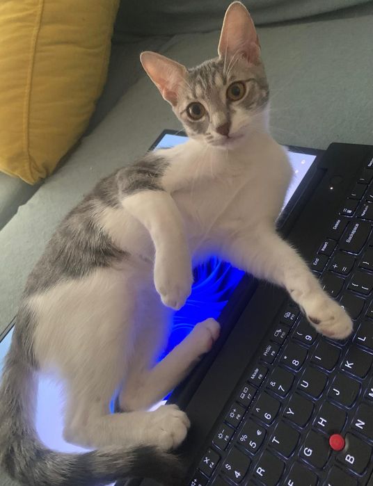 Puiut de pisica,pisicuta, pisicuta de adoptat, pisicuța pentru adopție