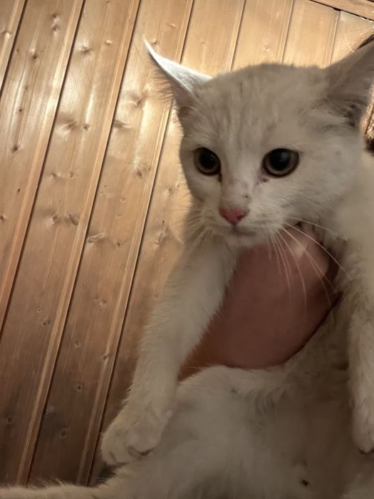 отдам кошку в добрые руки