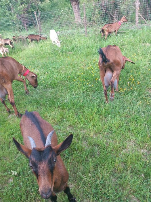 Vand sau schimb capre  cu vacă