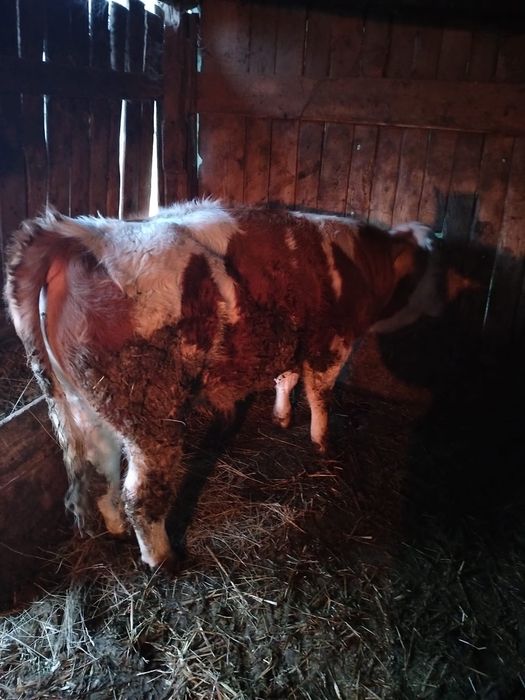 Vand un vitel si o vitea