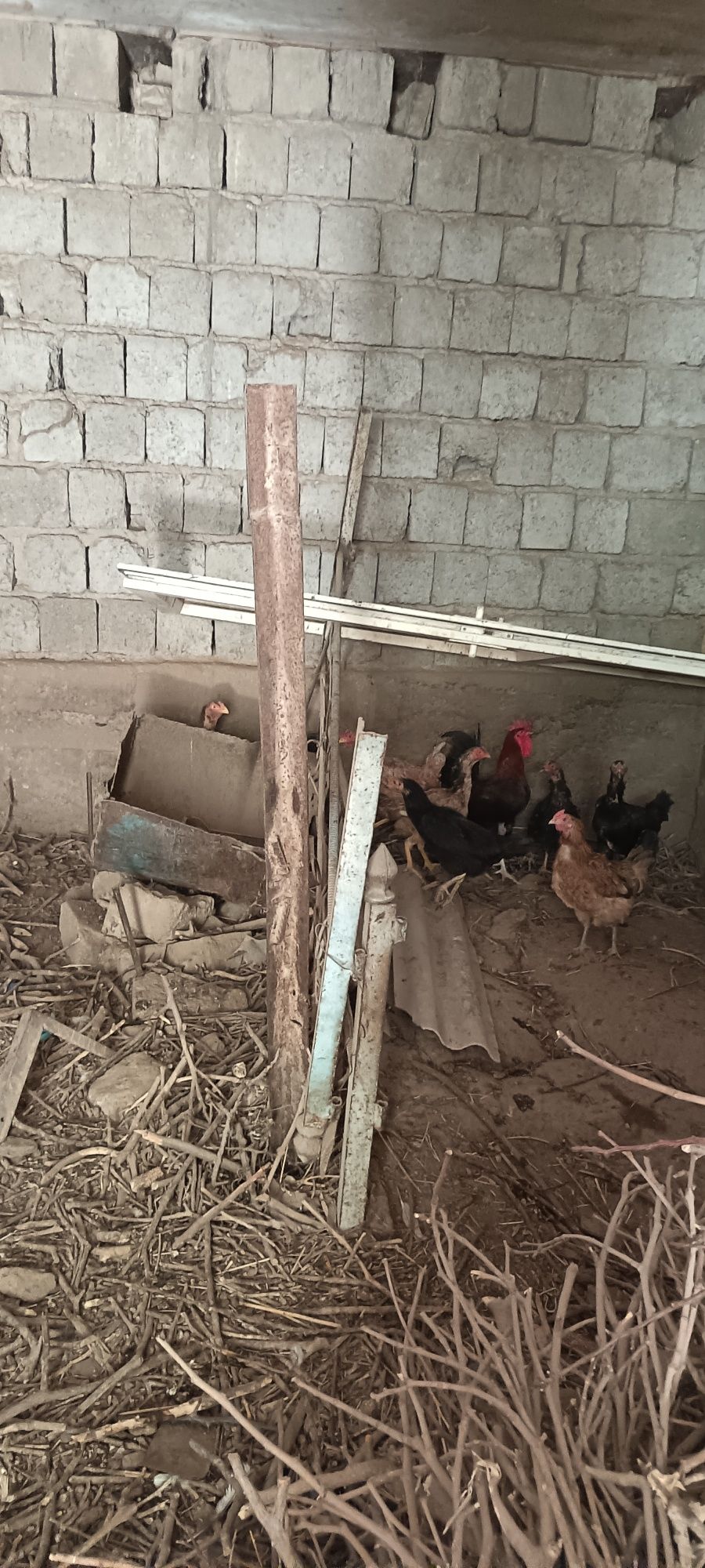 Продам домашние курицы 12 шт