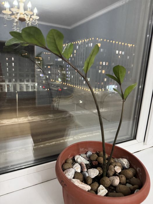 Продам цветок «Долларовое дерево» (замиокулькас)