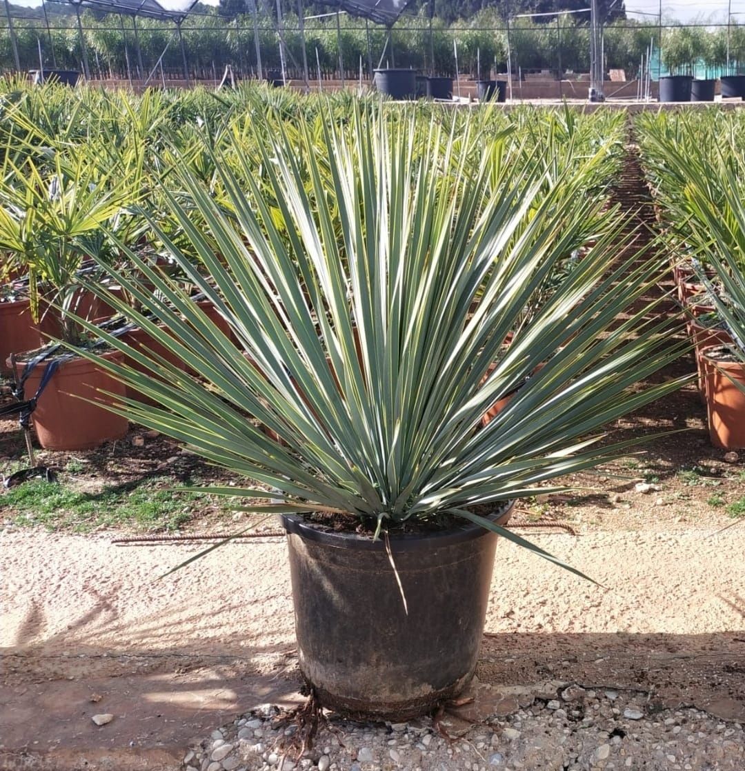 Plante Ornamentale de Vânzare