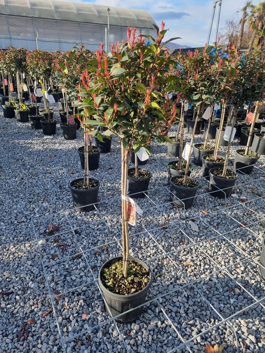 photinia red robin ( tija si spalier)