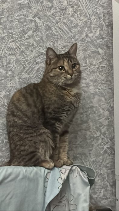 Отдам срочно кошку