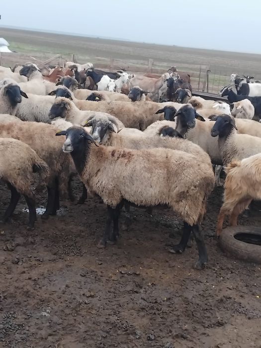 Vând 70 de bucăți pentru taiat