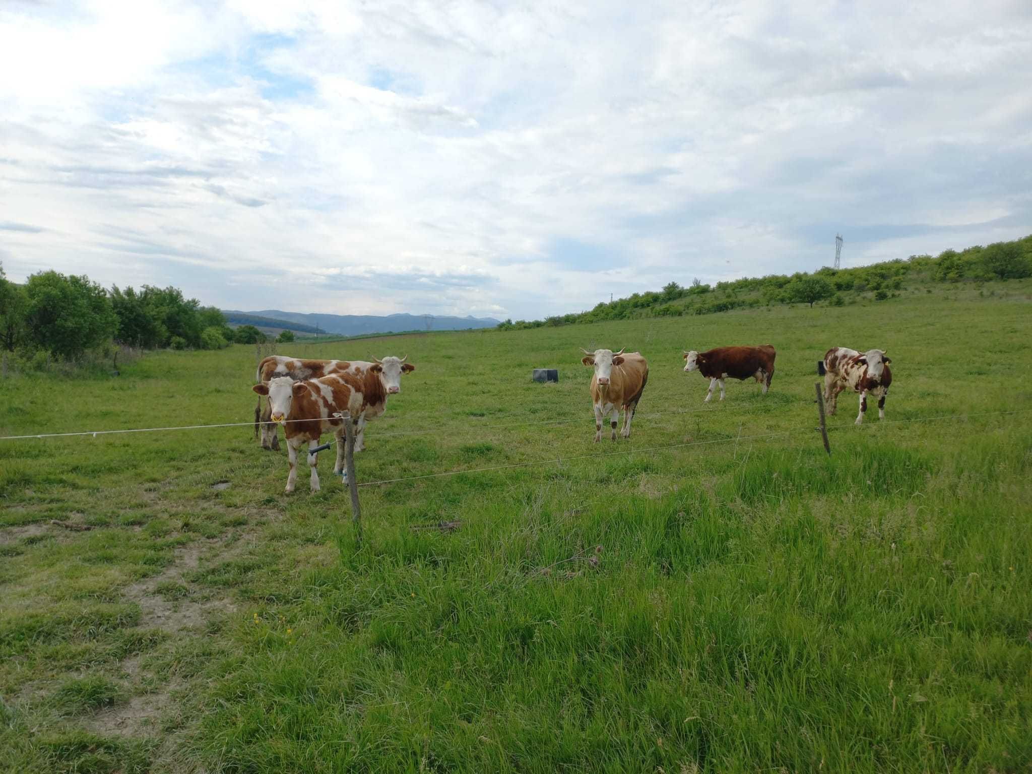 vand f. avantajos vaca Baltata Romaneasca cu vitelusa Albastru Belgian