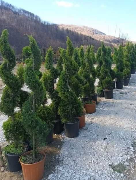 Plante Ornamentale de Exterior  oriunde in tara, Calitate Superioara