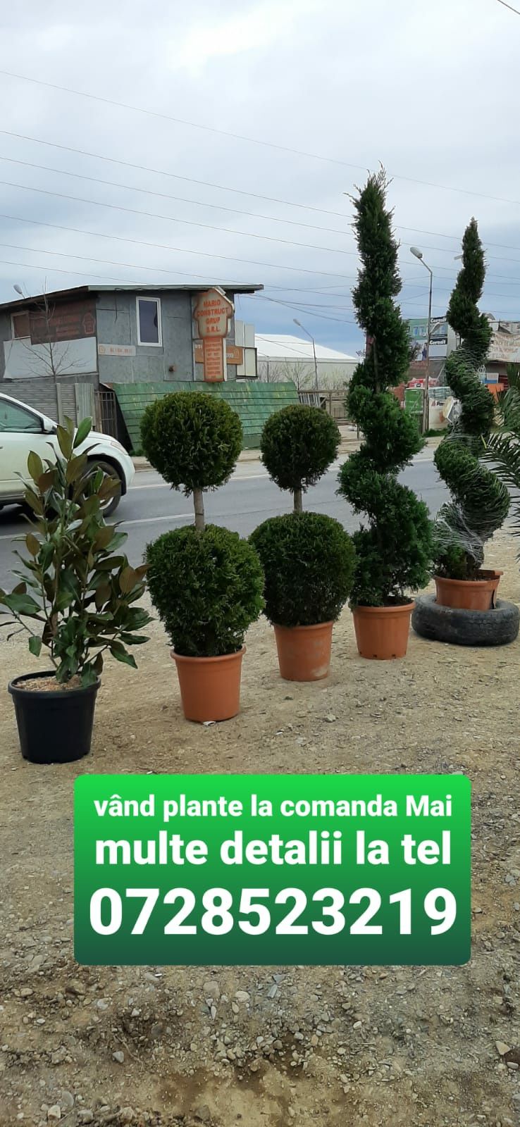 Tuia Smarald 150 cm