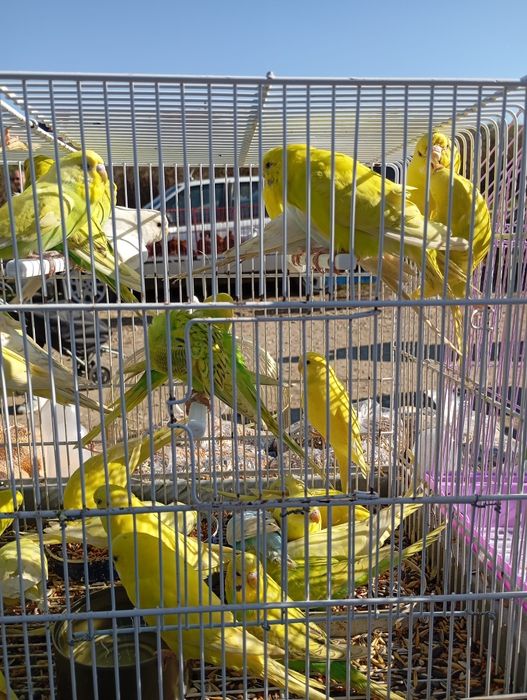 Papagali Peruși  angro