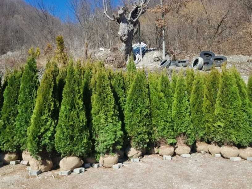 Plante decorative Oriunde in tara Calitate extra