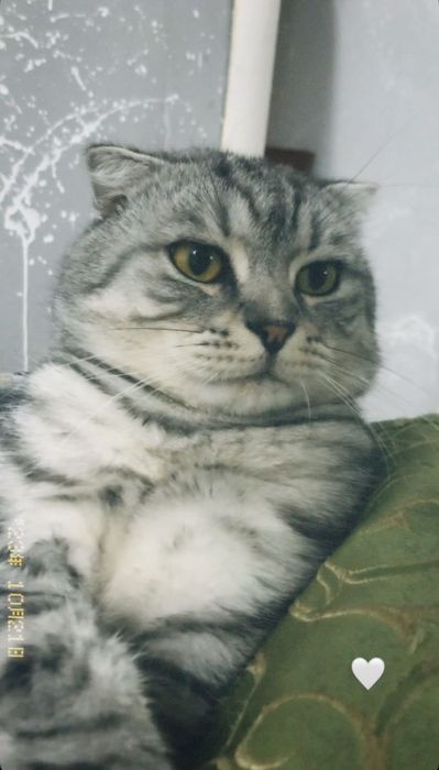 Выслоухи кот домашний