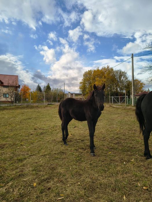 Manz armasar Frizian