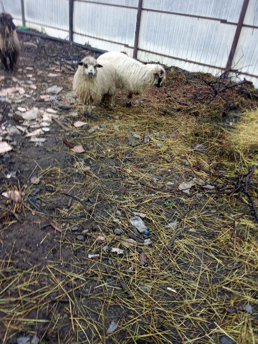 Vând mielute mioare