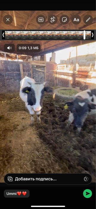 Баспак баспактар