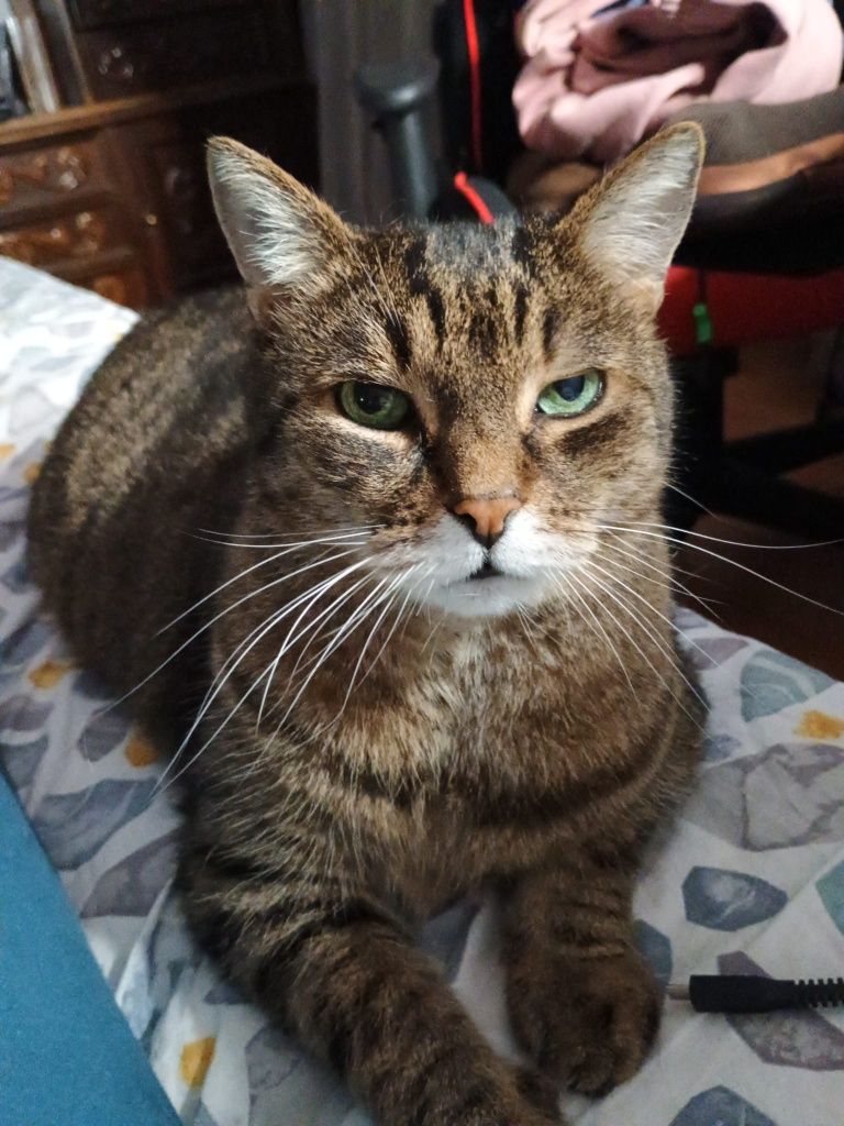 Adopție 2 pisic urgent