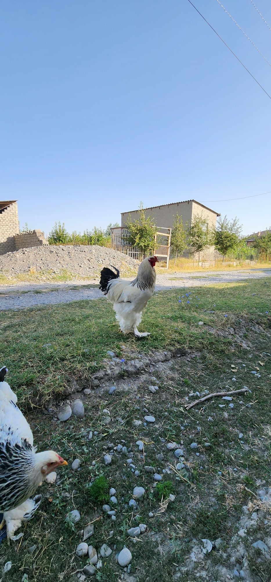 Brama gigant tovuklar tuxumlari sotiladi