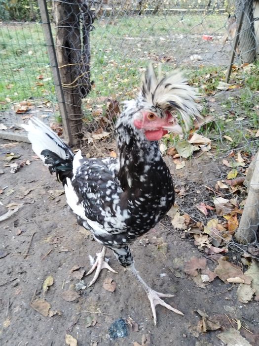 Sandjak 2 găini și 2 cocosi