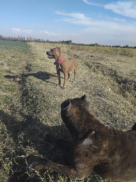 Pitbul bolalari 3 dona