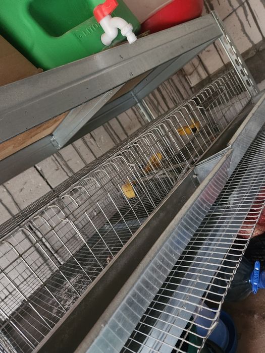 Vand cusca prepelite