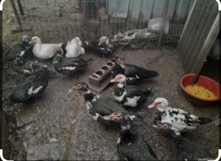 Rațe leșești cu 40 Ron bucata 3-4kg