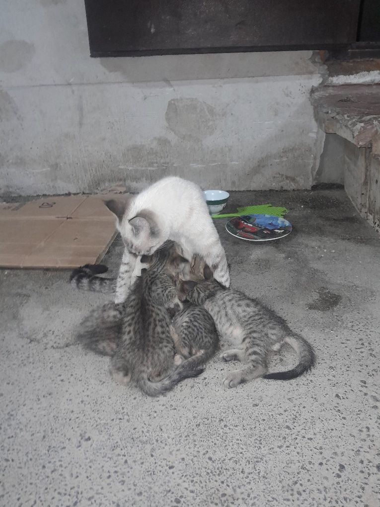 Котята даром бесплатно