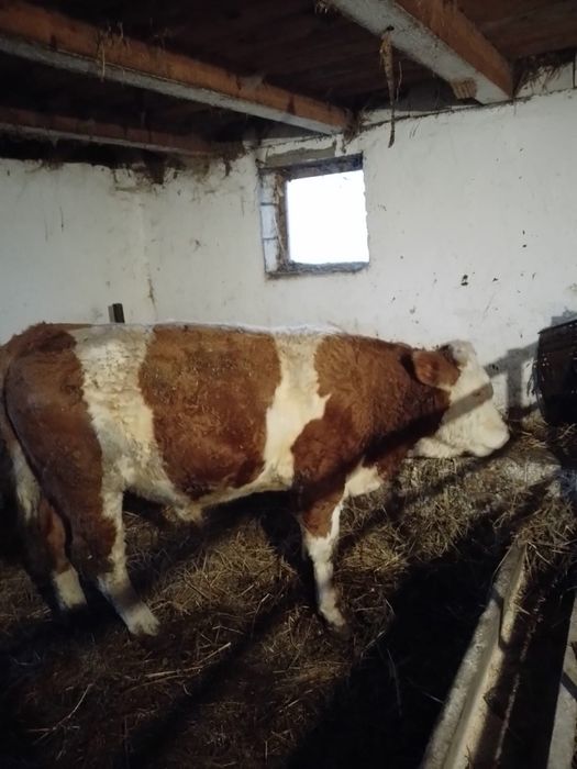 vând tauri de tăiere sau de ținut