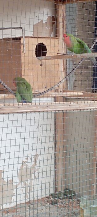 Сотилади.Неразлущка.Нархи пара 400000 сум