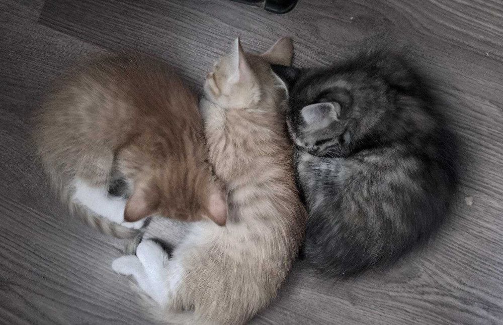 Отдам даром котята
