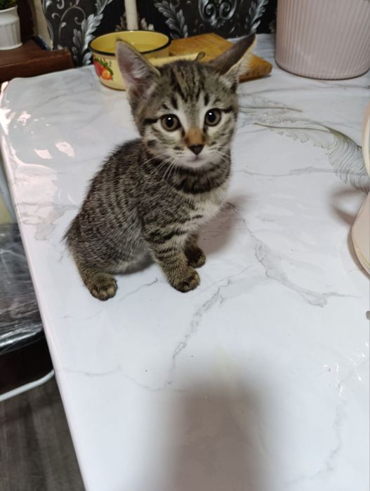 Mushuklar Bepul Котята Бесплатно