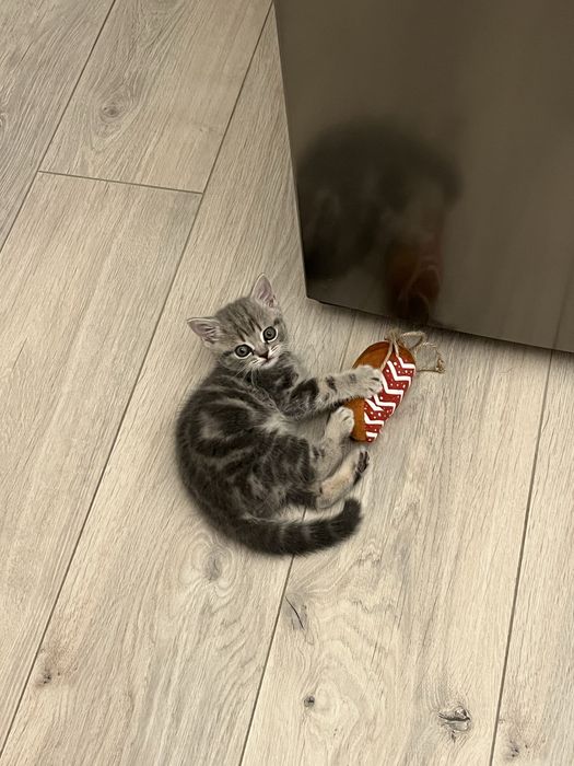 Шотландский котенок