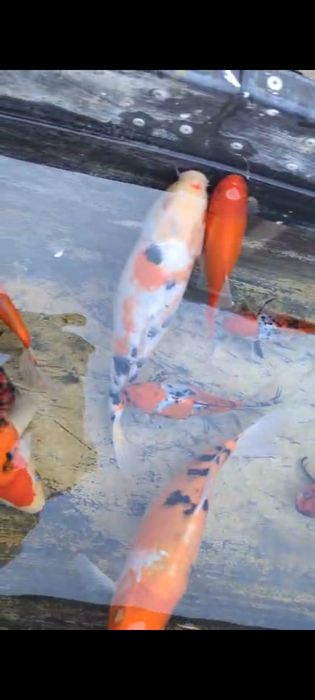 Vand crap koi si caras auriu