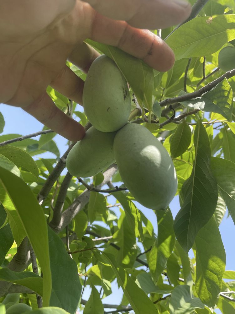 Asimina triloba, American papaw,индиански банан!