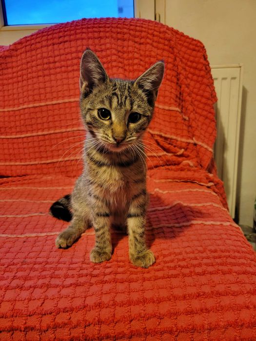 Подарява се тигрово котенце на три месеца