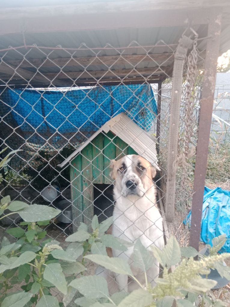 Алабай девочка 1 годик