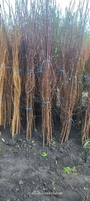 Pomi fructiferi și butasi vita de vie