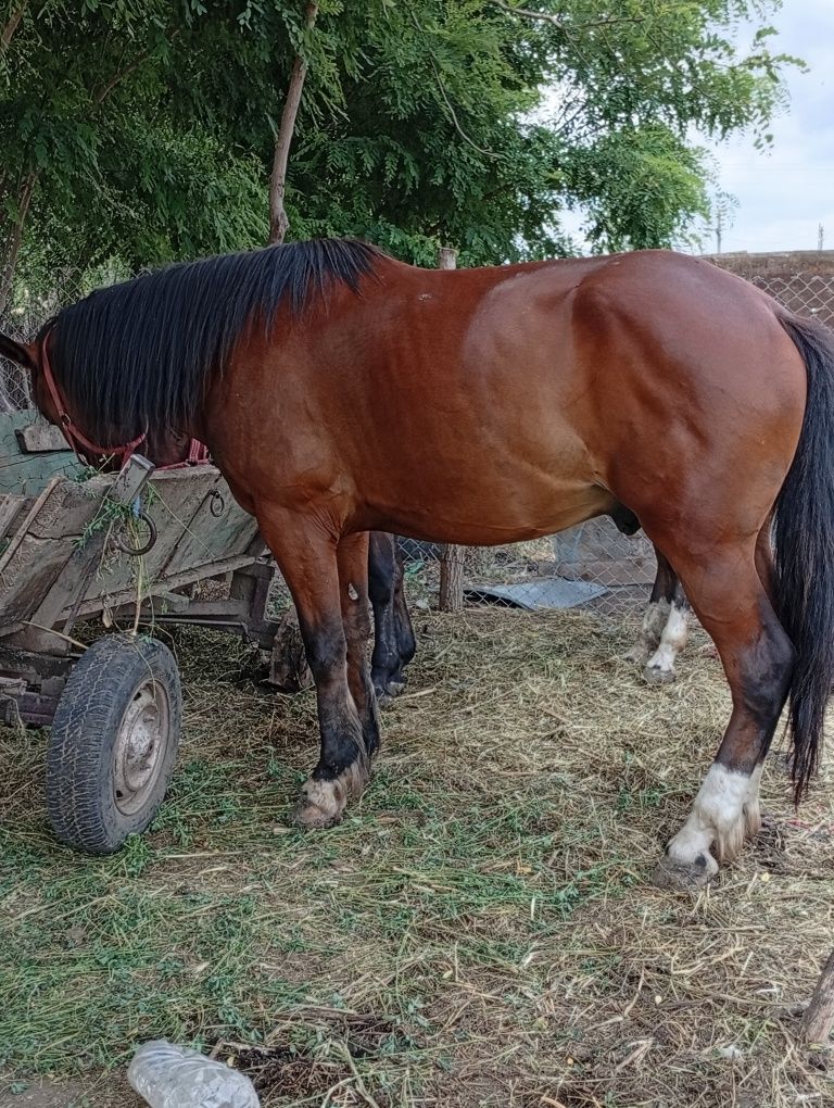 De vânzare cal castrat de 4 ani