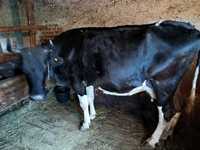 Vaca Holstein de vânzare!