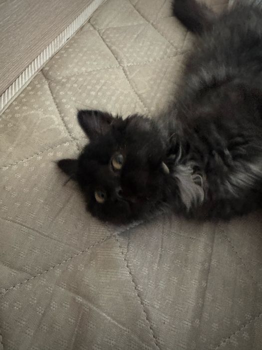 Продам кошку,девочка