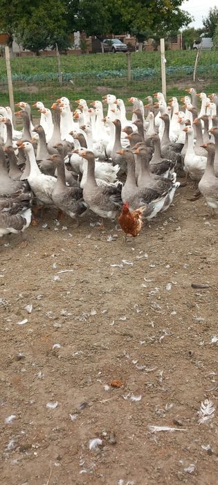Vând gâște albe și negre