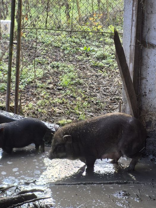 Виетнамски прасета